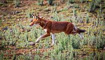 Ethiopian Wolf (Canis simensis) hunting rats, Bale Mountains National Park, Ethiopia.
