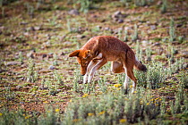 Ethiopian Wolf (Canis simensis) pouncing on rat, Bale Mountains National Park, Ethiopia.