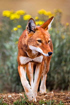 Ethiopian Wolf (Canis simensis) portrait, Sanetti Plateau, Bale Mountains National Park, Ethiopia.