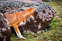 Ethiopian Wolf (Canis simensis) watching Grass rat prey, Bale Mountains National Park, Ethiopia.