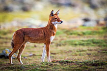 Ethiopian Wolf (Canis simensis) Bale Mountains National Park, Ethiopia.