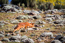 Ethiopian Wolf (Canis simensis) stalking rodent prey, Bale Mountains National Park, Ethiopia.