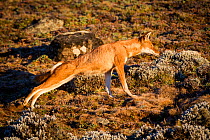 Sub-adult Ethiopian Wolf (Canis simensis) stretching, Bale Mountains National Park, Ethiopia.