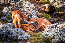 Ethiopian Wolf (Canis simensis) pups suckling, Bale Mountains National Park, Ethiopia.