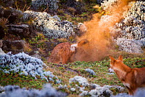 Ethiopian Wolf (Canis simensis) digging to expand den, Bale Mountains National Park, Ethiopia.
