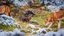 Ethiopian Wolf (Canis simensis) very young pup at den, Bale Mountains National Park, Ethiopia.