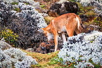 Ethiopian Wolf (Canis simensis) babies emerging from den for the first time, Bale Mountains National Park, Ethiopia.