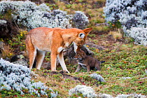 Ethiopian Wolf (Canis simensis) male with young cub, Bale Mountains National Park, Ethiopia.