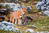 Ethiopian Wolf (Canis simensis) cub falling backwards, with mother, Bale Mountains National Park, Ethiopia.