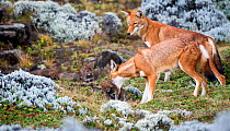 Ethiopian Wolf (Canis simensis) mother picking up baby, Bale Mountains National Park, Ethiopia.