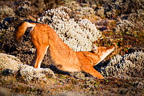 Ethiopian Wolf (Canis simensis) stretching, Bale Mountains National Park, Ethiopia.