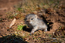 Baby Blick's grass rat (Arvicanthis blicki) at the mouth of their nest. Bale Mountains National Park, Ethiopia.