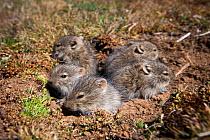 Five baby Blick's grass rats (Arvicanthis blicki) at the mouth of their nest. Bale Mountains National Park, Ethiopia.