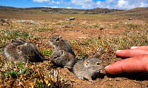 Blick's grass rats (Arvicanthis blicki) babies, habituated to the photographer investigating hand, Bale Mountains National Park, Ethiopia.