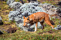 Ethiopian Wolf (Canis simensis) male returning to den with Grass rat (Arvicanthis blicki) prey, Bale Mountains National Park, Ethiopia.