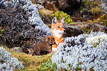Ethiopian Wolf (Canis simensis) mother with pup, Bale Mountains National Park, Ethiopia.
