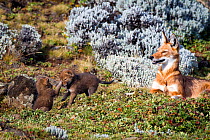 Ethiopian Wolf (Canis simensis) mother with pups playing, Bale Mountains National Park, Ethiopia.