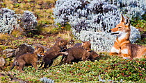 Ethiopian Wolf (Canis simensis) mother with four three week pups, Bale Mountains National Park, Ethiopia.