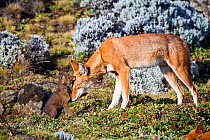 Ethiopian Wolf (Canis simensis) mother nuzzling her pup tenderly. Bale Mountains National Park, Ethiopia.
