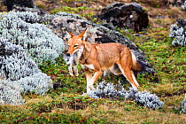 Ethiopian Wolf (Canis simensis) female returning to den with hare prey, Bale Mountains National Park, Ethiopia.