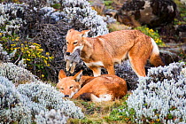 Ethiopian Wolf (Canis simensis) female bringing hare to male, Bale Mountains National Park, Ethiopia.
