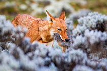 Ethiopian Wolf (Canis simensis) with freshly killed hare, Bale Mountains National Park, Ethiopia.