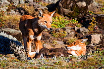 Ethiopian Wolf (Canis simensis) father and mother with pups suckling. Bale Mountains National Park, Ethiopia.
