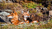 Ethiopian Wolf (Canis simensis) family with tender moment between mother and pup, Bale Mountains National Park, Ethiopia.