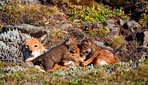 Ethiopian Wolf (Canis simensis) pups playing on resting mother, Bale Mountains National Park, Ethiopia.