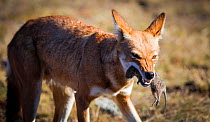 Ethiopian Wolf (Canis simensis) killing Grass rat (Arvicanthis blicki) Bale Mountains National Park, Ethiopia.
