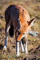 Ethiopian Wolf (Canis simensis) eating Grass rat (Arvicanthis blicki) Bale Mountains National Park, Ethiopia.
