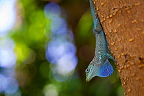 Blue-throated Anole (Anolis conspersus) displaying his dewlap / neck flap. Grand Cayman Island, Cayman Islands.