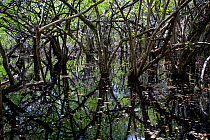 Wetlands within QEII Botanic Park, Grand Cayman Island, Cayman Islands, May 2012.