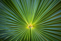 Close up of Palm leaves (Thrinax radiata) Grand Cayman Island, Cayman Islands.