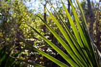 Silver Thatch Palm (Coccothrinax proctorii) Grand Cayman Island, Cayman Islands.