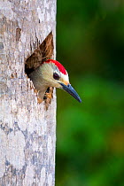 West Indian Woodpecker (Melanerpes superciliaris) nesting in a dead palm tree, Salina Reserve, Grand Cayman Island, Cayman Islands.