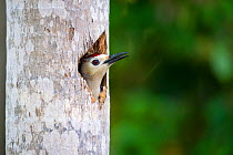West Indian Woodpecker (Melanerpes superciliaris) nesting in a dead palm tree, Salina Reserve, Grand Cayman Island, Cayman Islands.