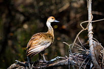 West Indian Whistling Duck (Dendrocygna arborea) Grand Cayman Island, Cayman Islands.