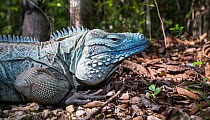 Grand Cayman Island blue iguana (Cyclura lewisi) in forest in Queen Elizabeth II Botanic Park. Grand Cayman Island, Cayman Islands. Part of captive breeding program.