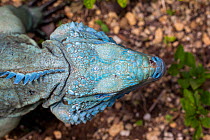 Grand Cayman Island blue iguana (Cyclura lewisi) top of head showing white photosensory organ on the top of their heads called the parietal eye, in captive breeding program at Queen Elizabeth II Botan...