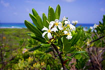 Wild jasmine (Plumeria obtusa), Cayman Brac, Cayman Islands.