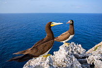 Brown boobies (Sula leucogaster) on the cliffs at Cayman Brac, Cayman Islands.