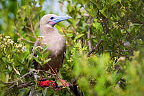 Redfooted booby (Sula sula) Little Cayman, Cayman Islands.