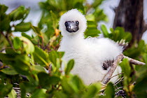 Red-footed booby chick (Sula sula) Little Cayman, Cayman Islands.