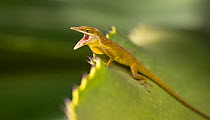 Little Cayman Green Anole (Anolis maynardi) challenging a rival male, Little Cayman, Cayman Islands. Endemic species.