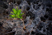 Frangipani (Plumeria) growing from jagged limestone, Little Cayman Island, Cayman Islands.