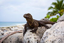 Young Cayman Island brown iguana (Cyclura nubila caymanensis) on the beach, Little Cayman. Critically endangered species.