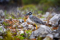 Yellow-crowned night heron (Nyctanassa violacea) eating a crab, Little Cayman Island, Cayman Islands.