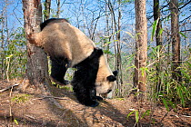 Giant Panda (Ailuropoda melanoleuca) young male scent marking tree, Qinling Mountains, China, April.