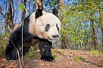 Giant Panda (Ailuropoda melanoleuca) young male, Qinling Mountains, China, April.